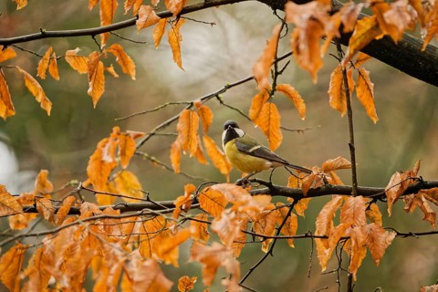 Great Tit (Parus major) perched on a branch with wet orange autumn leaves on a rainy day, Germany