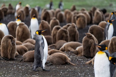 King penguin (Aptenodytes patagonicus), adult bird in the middle of a colony with numerous brown