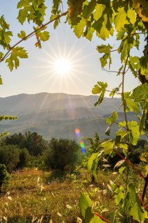 View through wine leafes into the tuscan landscape at sunrise, country estate with vineyards,