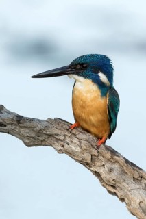 Kobalt Ijsvogel, half-collared kingfisher, alcedo semitorquata