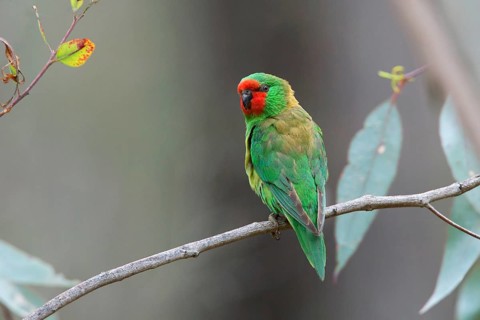 Little Lorikeet (Parvipsitta pusilla), Victoria, Australia