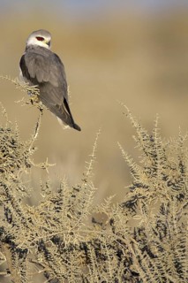Black-winged Kite (Elanus caeruleus), Etosha, Namibia