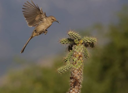 Curve-billed Thrasher (Toxostoma curvirostre) flying, Texas, USA