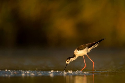 Black-winged Stilt (Himantopus himantopus) foraging, Camargue, France