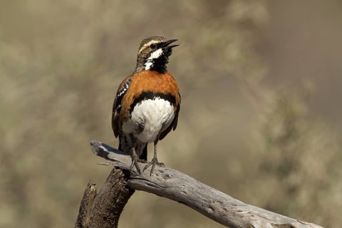 Chestnut-breasted Quail-thrush (Cinclosoma castaneothorax) male singing, Queensland, Australia