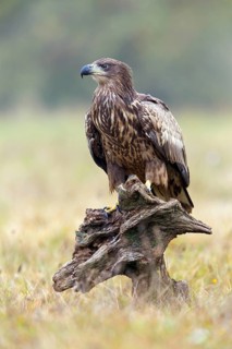 White-tailed eagle, animals, birds, birds of prey, eagle, (Haliaeetus albicill), Haliaaetus