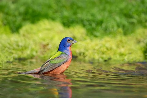 Painted Bunting (Passerina ciris) male at a waterhole, Texas, USA