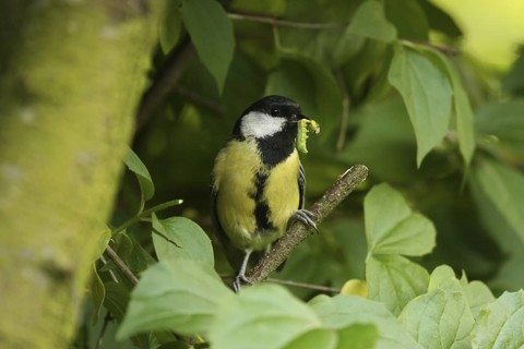Great Tit (Parus major), Lower Saxony, Germany