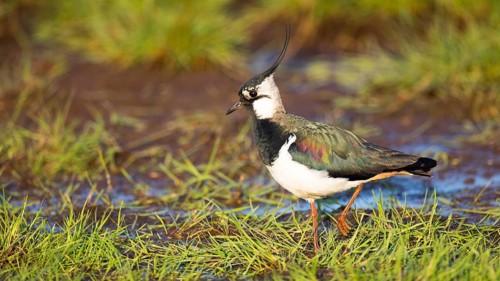 Northern Lapwing (Vanellus vanellus), Mecklenburg-Western Pomerania, Germany