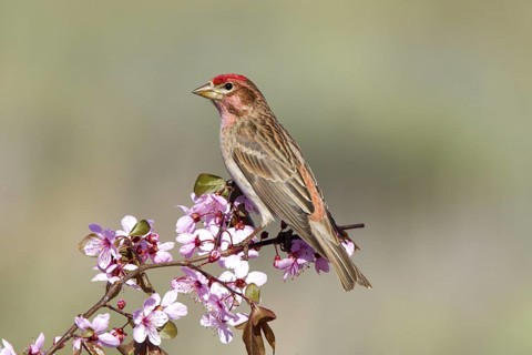 Cassin's Finch Carpodacus cassinii Dorris, California, United States 10 May Adult Male Fringillidae