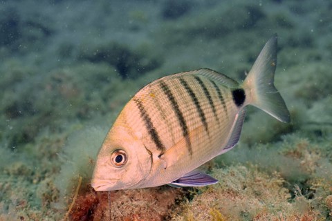 White bream (Diplodus sargus)