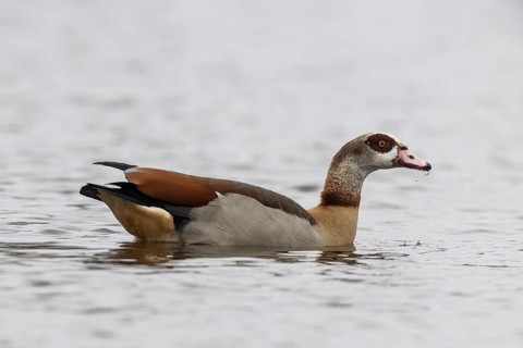 Egyptian goose (Alopochen aegyptiacus), swimming, Emsland, Lower Saxony, Germany