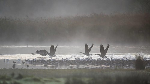 Canada Goose, Branta Canadensis, birds in flight over marshes, Devon, England, United Kingdom