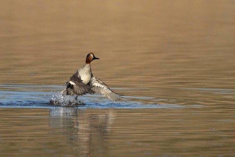 Common teal duck (Anas crecca) adult male bird taking off in flight from a lake, England, United