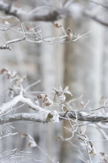 White branches caused by wind eroding chalk from chalk cliffs, Möns Klint cliff, Mön Island,