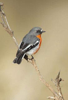 Flame Robin (Petroica phoenicea) male, Victoria, Australia