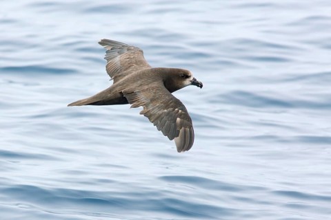 Great-winged Petrel (Pterodroma gouldi) flying, Victoria, Australia