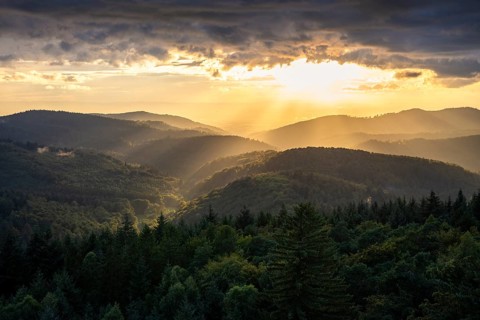 View of the forest from the Teltschikturm at sunset. Wilhelmsfeld, Odenwald, Rhine-Neckar district,