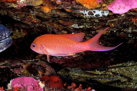 Mediterranean flag perch (Anthias anthias)