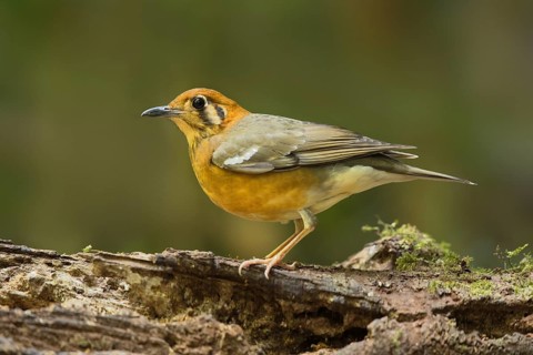 Orange-headed Thrush (Geokichla citrina), Bidoup National Park, Vietnam