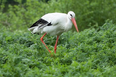 A white stork with a red beak and legs walking through green foliage. Swarzedz, Poland