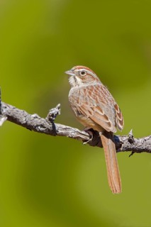 Rufous-crowned Sparrow Aimophila ruficeps Santa Catalina Mountains, Pinal County, Arizona, United