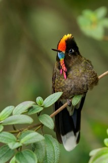 Rainbow-bearded Thornbill (Chalcostigma herrani) perched on a branch in the Andes Mountains of