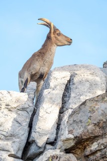 From below, the majestic Iberian ibex is seen standing on rugged rocks against a vibrant blue sky,