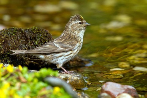 Common Redpoll (Acanthis flammea) juvenile at stream, Mecklenburg-Western, Pomerania, Germany