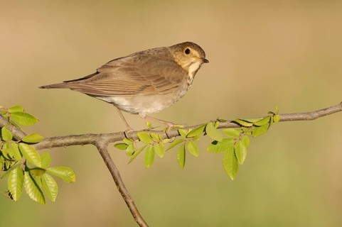 Swainson's Thrush (Catharus ustulatus) perched on a branch, Texas, USA