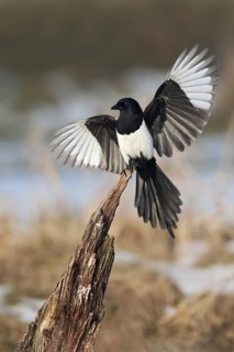 Eurasian Magpie (Pica pica) flying, Mecklenburg-Western Pomerania, Germany