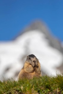 One young Alpine Marmot, Marmota marmota, sitting in front of the Grossglockner mountain in bright
