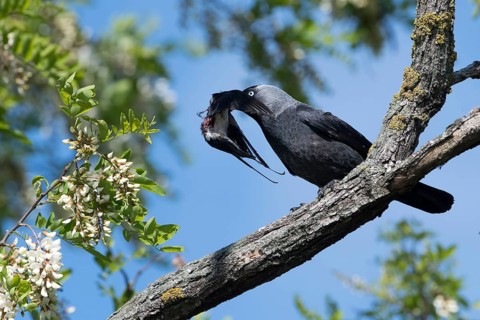 Western Jackdaw (Coloeus monedula) perched on a branch feeding on Barn Swallow (Hirundo rustica)
