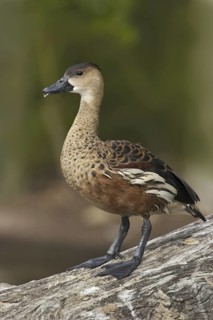 Wandering Whistling Duck (Dendrocygna arcuata), California, USA