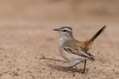 Kalahari Scrub Robin (Cercotrichas paena), Northern Cape South Africa