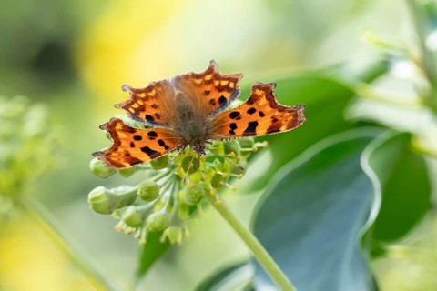 Comma butterfly (Polygonia c-album) adult insect feeding on Ivy flowers in a garden in summer,