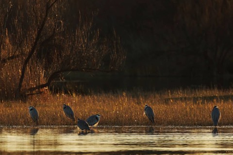 A peaceful scene of gray herons standing in a wetland at sunset. The warming light highlights the