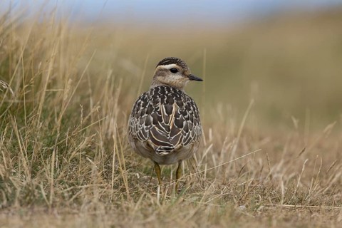 Eurasian Dotterel (Charadrius morinellus), Wales, United Kingdom