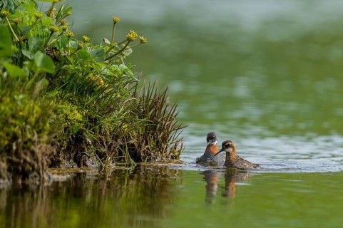 Red-necked Phalarope (Phalaropus lobatus) pair, Iceland