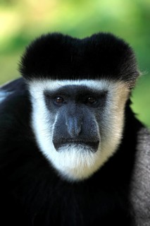 Mantled Guereza (Colobus guereza), Guereza, Adult, portrait, male