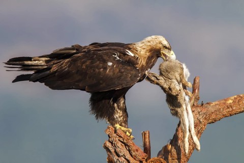 Spanish Imperial Eagle (Aquila adalberti) female, Spain
