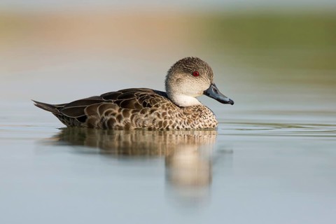 Grey Teal (Anas gracilis), Victoria, Australia