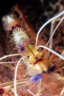 Extreme close up of red and white cleaner shrimp (Stenopus hispidus) looking directly at viewer,