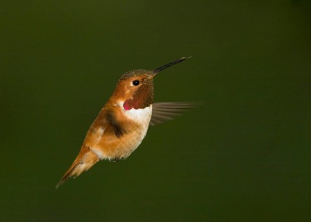 Male Rufous Hummingbird hovering