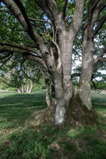 English oak (Quercus robur), hut oak, Emsland, Lower Saxony, Germany
