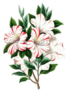 Azalea indica, indoor azalea, Indian azalea, plant and flower, digitally reworked reproduction of