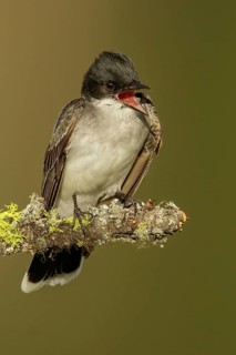 Eastern Kingbird (Tyrannus tyrannus) perched on a branch in the interior of British Columbia,