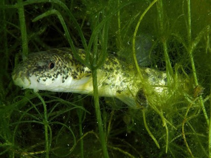 Close-up view of a common loach (Barbatula barbatula) in green plants. Dive site Wildsau,