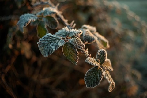 A detailed close-up shot of leaves covered in frost, illuminated by the soft glow of early morning
