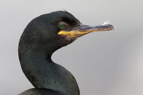 European Shag (Phalacrocorax aristotelis), Finnmark, Norway